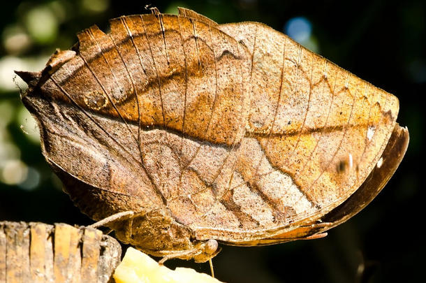 叶蝶（kallima inachus）