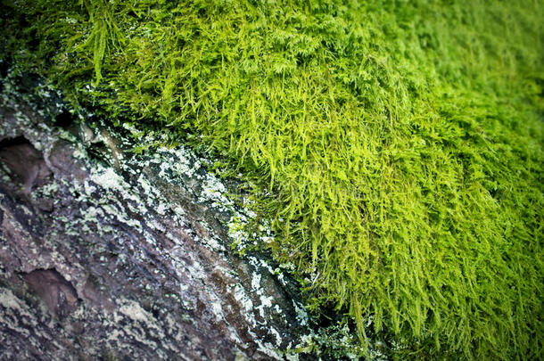 古朴的树皮和绿色的苔藓