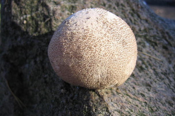 石磨菇