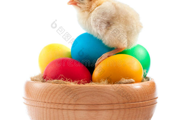 带复活节彩蛋的黄色小鸡。孤立的