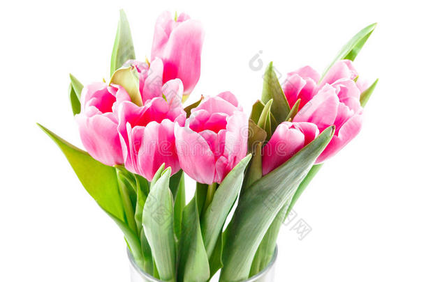 一束粉红色的郁金香插在花瓶里
