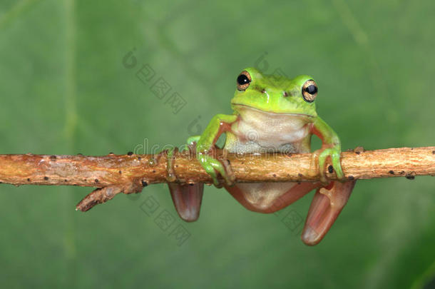 藤蔓上的绿色青蛙