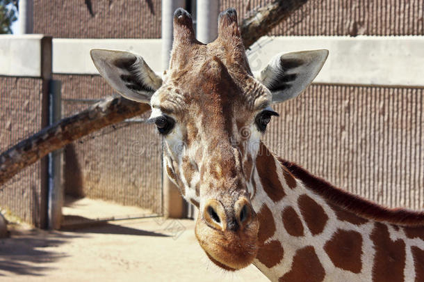 动物园围栏里的长颈鹿