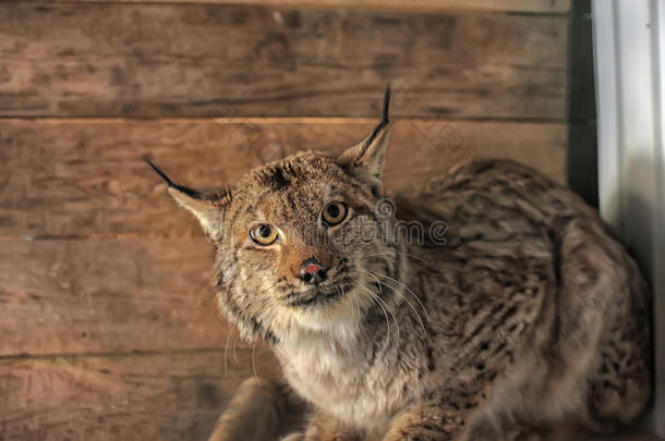 笼子里的山猫