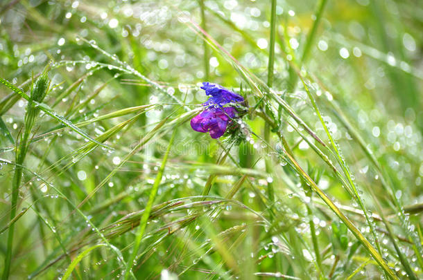 草丛中的紫<strong>花露水</strong>