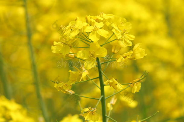 苏州<strong>阳澄湖</strong>风光，油菜花，吆喝