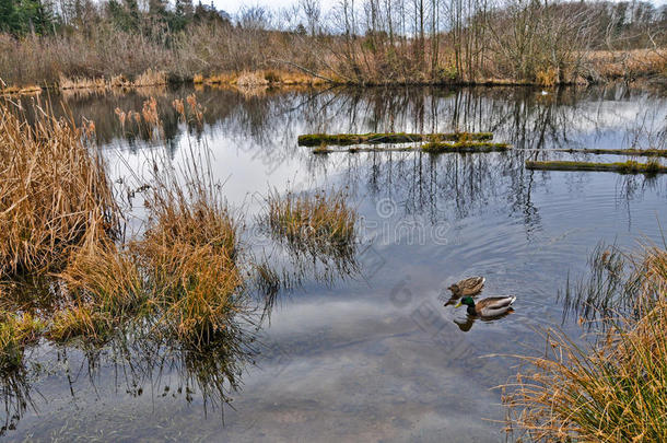 冬季湿地野生动物保护区的鸭子