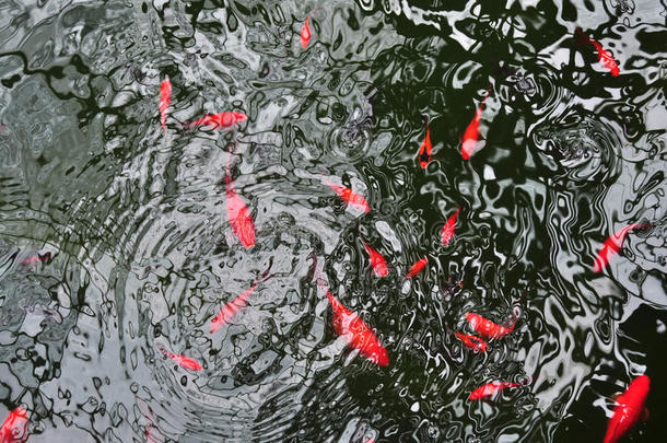日本红鲤鱼