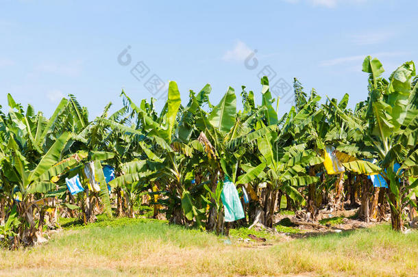 北昆士兰香蕉种植园