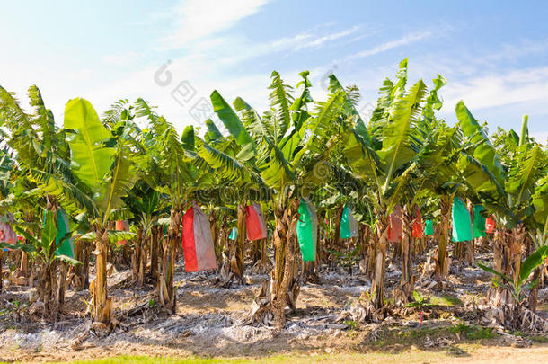 香蕉种植园，上装
