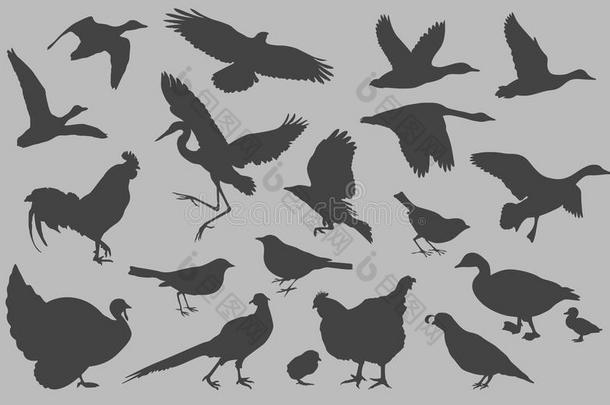 鸟类轮廓向量