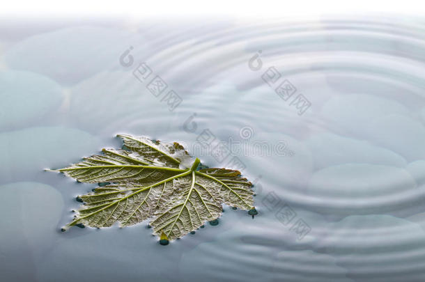 水上的叶子在石头上泛起涟漪