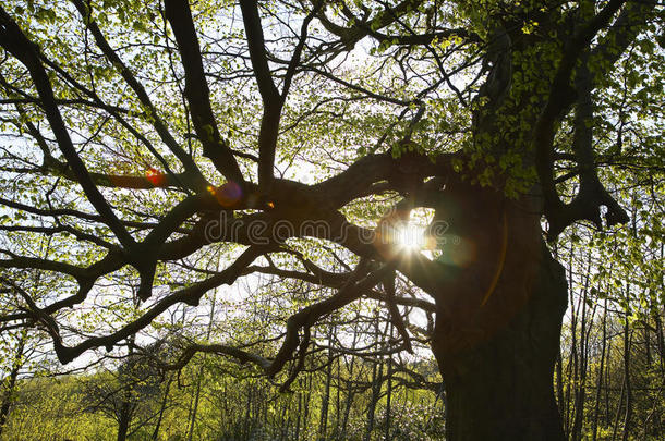 阳光透过树枝照射