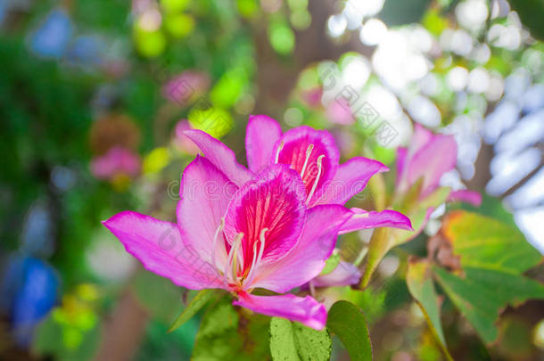 粉红紫荆兰