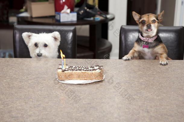 狗狗生日蛋糕派对