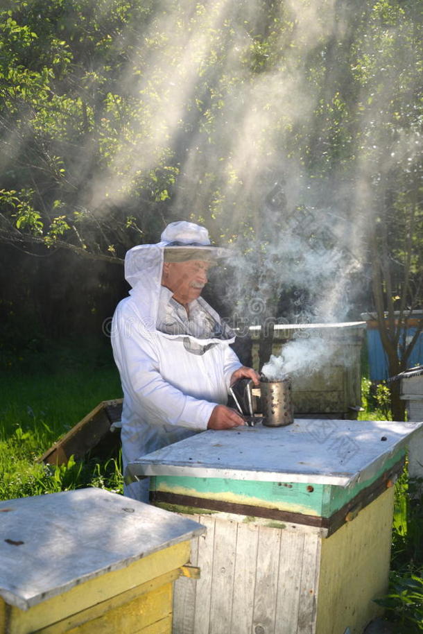 经验丰富的高级养蜂师正在点燃一个吸食蜜蜂