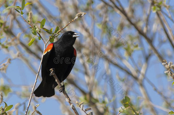 红翼黑鸟在歌唱。