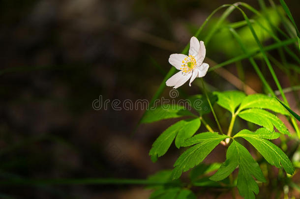 晚霞中的<strong>白银</strong>莲花