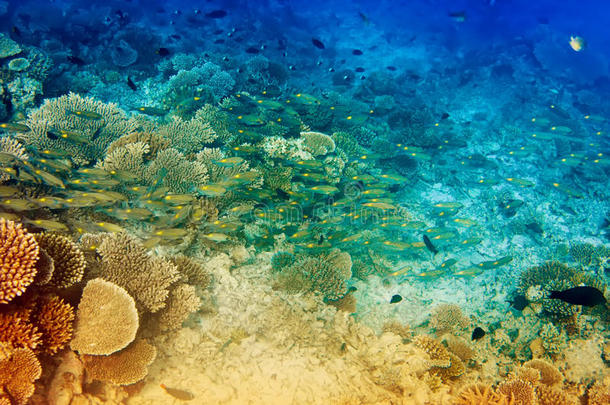 热带海洋的水下景观