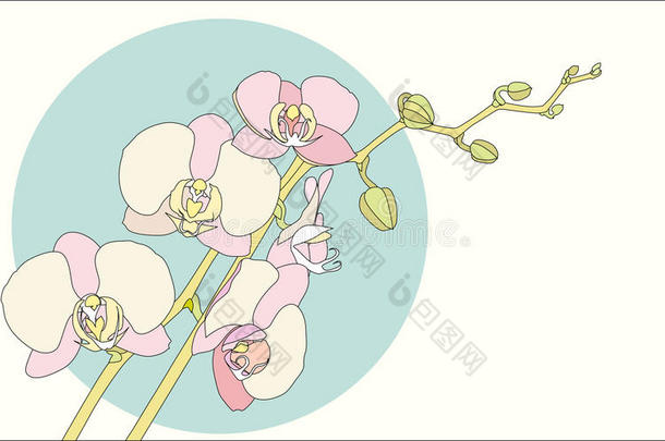 枝状兰花