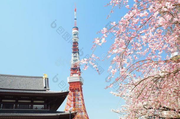 樱花时节的东京塔