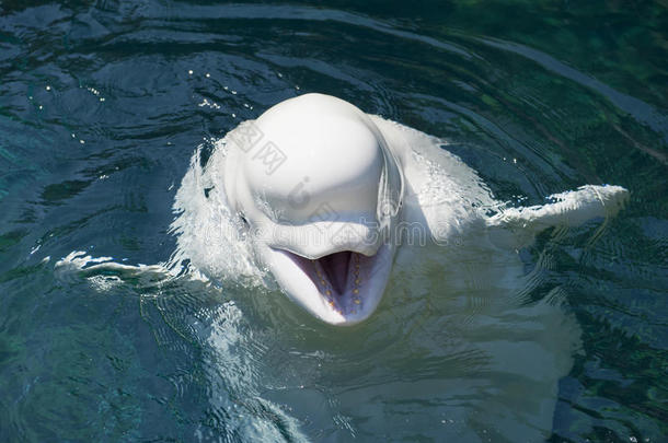 一只白海豚白鲸在深蓝色的海里看着你