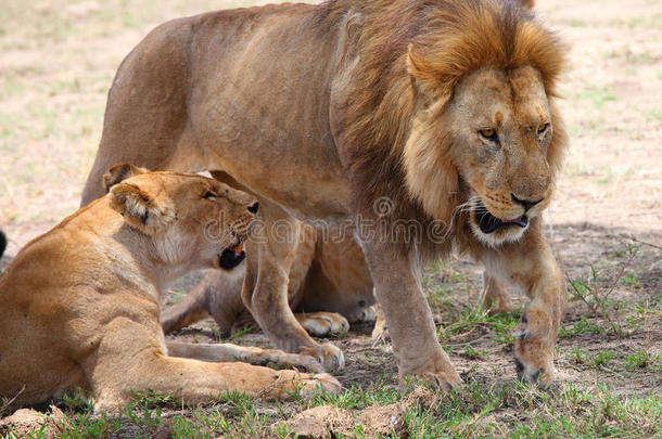 塞伦盖蒂的狮子和母狮