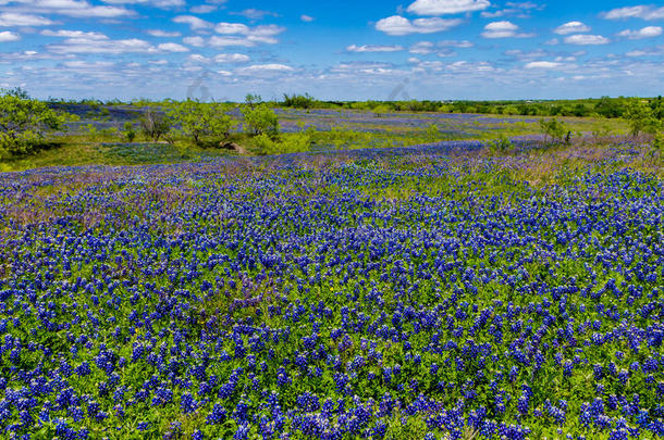 一个美丽的广角视野的厚厚的得克萨斯州蓝鲸毯子在得克萨斯州的乡村草地与蓝天。