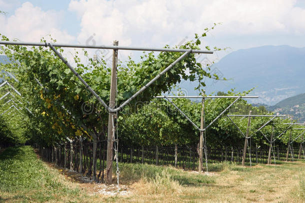 令人印象深刻的葡萄园葡萄种植和葡萄酒生产