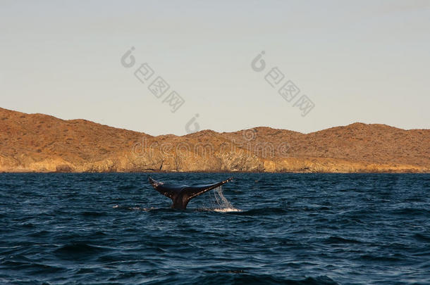 海湾里的鲸鱼尾巴