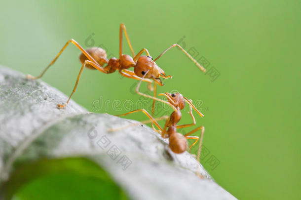 大红蚁吓唬小红蚁