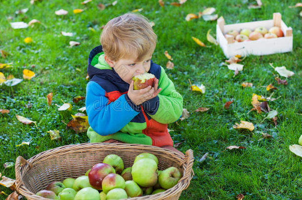 小男孩吃苹果