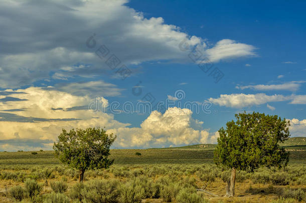爱达荷州南部的山艾树沙漠