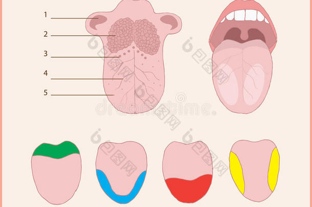 人类舌头的解剖学