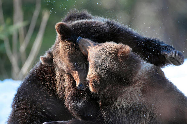 棕熊幼崽在树林里玩耍