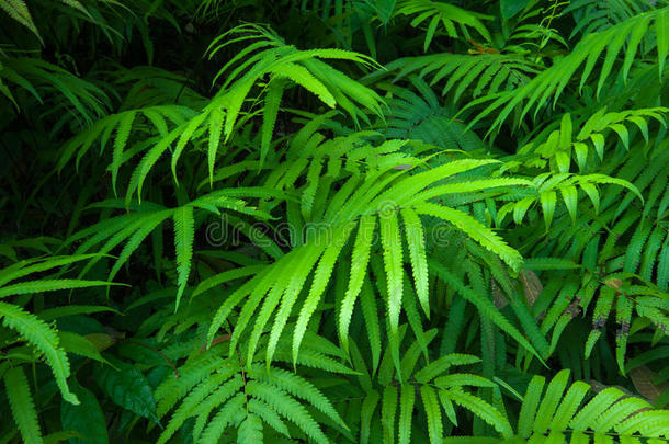 蕨类植物叶绿色叶热带背景。雨林