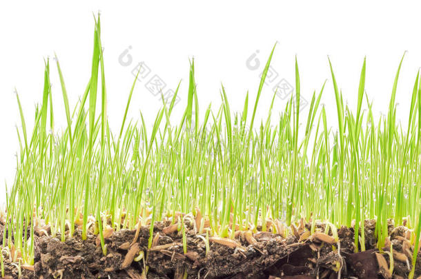 小麦幼苗与土壤