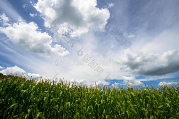 玉米地，蓝天白云，农田玉米地