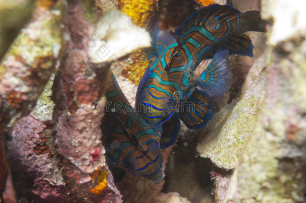 硬珊瑚底纹鳜鱼