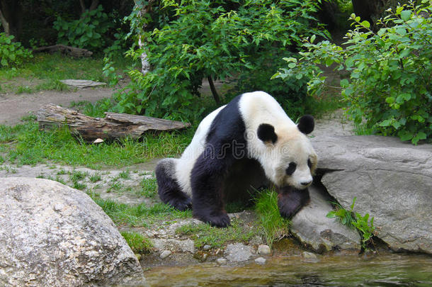 野生动物河畔大熊猫