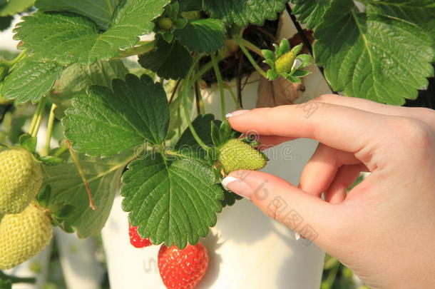 在草莓农场选草莓