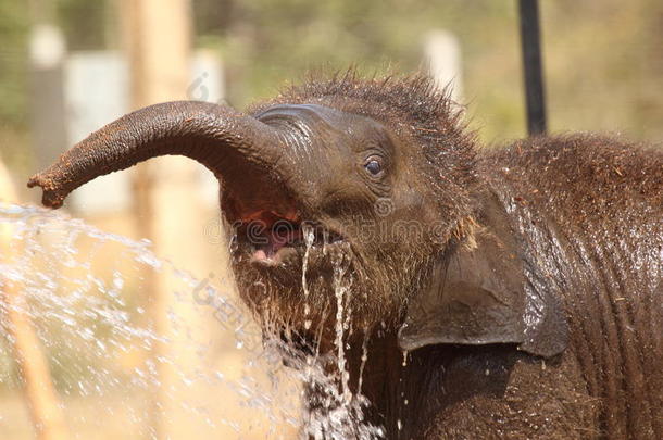 小象喝水