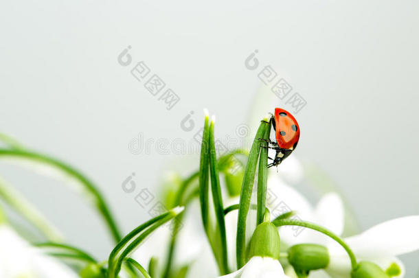 雪花瓢虫