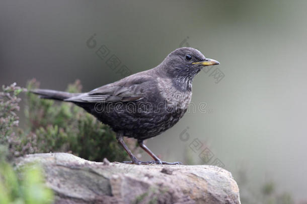 ring ouzel，turdus torquatus公司