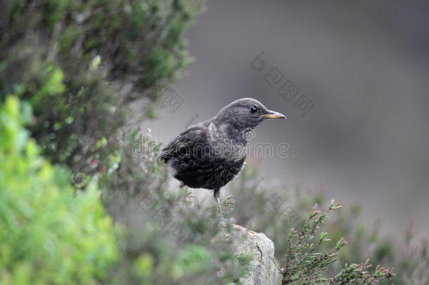 ring ouzel，turdus torquatus公司