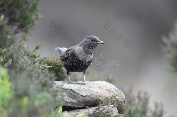 ring ouzel，turdus torquatus公司