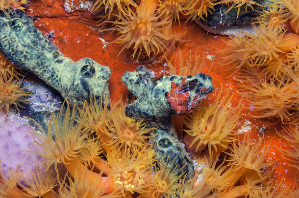 水下珊瑚礁橙杯珊瑚