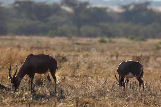 野生黑斑羚