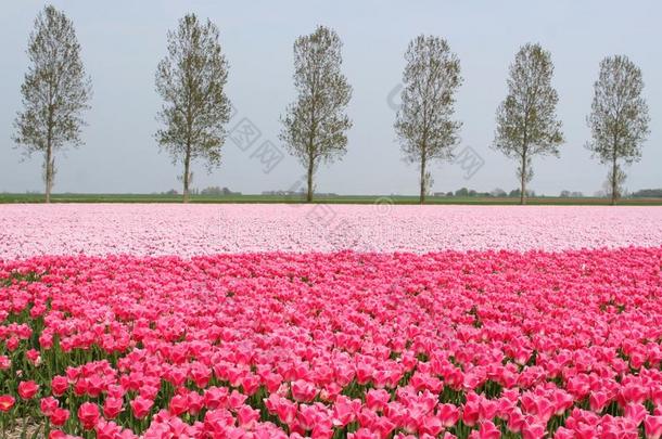 荷兰弗莱沃兰Noordoostpalder<strong>旅游</strong>球茎路线沿线的<strong>粉色</strong>郁金香景观