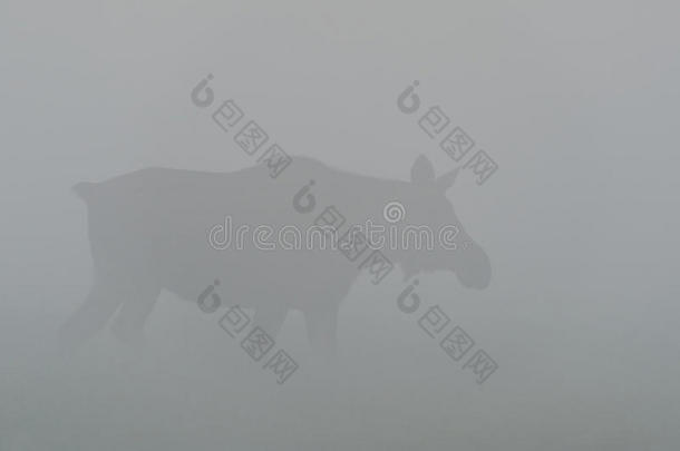 雾中的驼牛
